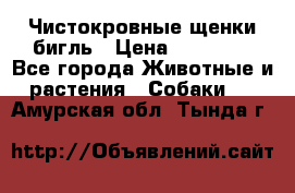 Чистокровные щенки бигль › Цена ­ 15 000 - Все города Животные и растения » Собаки   . Амурская обл.,Тында г.